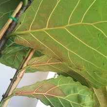 How to care for my ficus lyrata / fiddle leaf