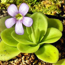 Insectivorous Plants - Products