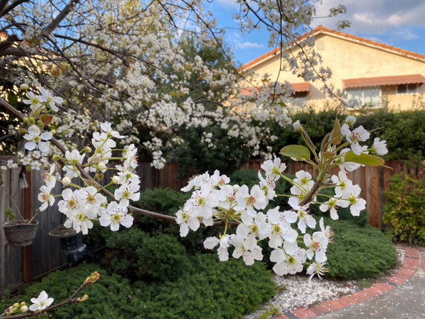 Houzz Call: Show Us Your Beautiful Spring Views