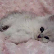 Foto de furble00
