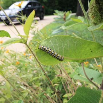 Native Plant Landscaping, Hardscaping, and Bioswales