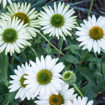 Perennial Garden