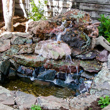 Backyard Too