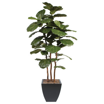 7' Brazilian Fiddle Leaf Tree With Real Wood Trunks in Metal Planter, Black