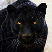 Mike Chiesa's photo