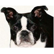 Gunners Run Rescue's photo