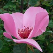 Lesa Lane's photo