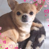 Simona Iacovelli's photo