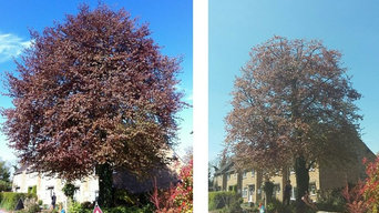 Copper Beech before and after