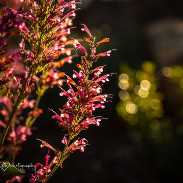 Quamby Garden: Agastache in the light