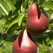 fruit trees