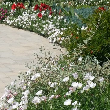 Rancho San Diego Mediterranean Garden