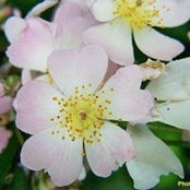 Foto von Martha Stewart