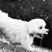 Cindy Lees foto