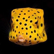 Pim Opetagon's photo