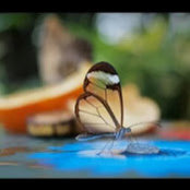 raghu mandulas foto