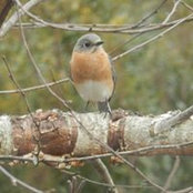 Camille Rowell's photo