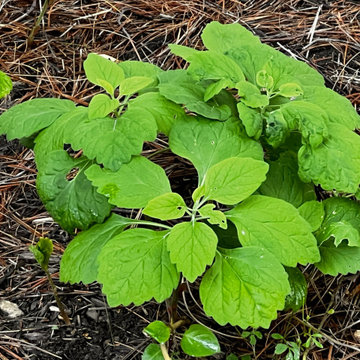 Native Plant Transformation of a HOA restricted landscape