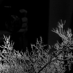 Moonlight Forest - Products
