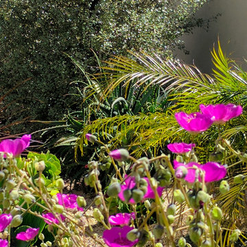 Drought Tolerant Landscaping in San Mateo