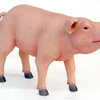 Pig Standing Life Size Resin Baby Pig Prop Display