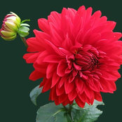 Carla Gonzalez's photo