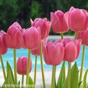 Sylvia Smith's photo