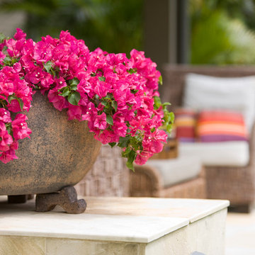 Avalon Garden