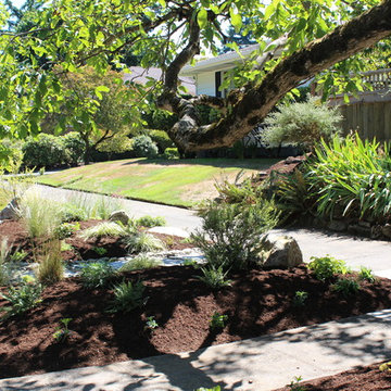 A garden under a Black Walnut