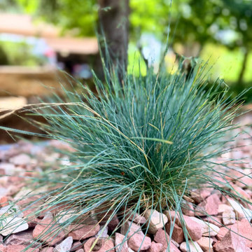Landscape Renewal - Ken Caryl, CO