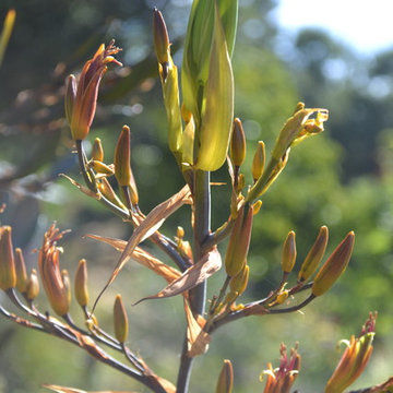 Floral-Phormium blossom