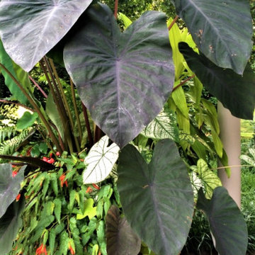 Container Plantings; Bold Spring and Summer