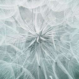 Trigopogone In Blue Tones - Prints And Posters