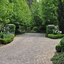 Sycamore Trees