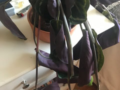 Help!! Overwatered Calathea Medallion | Houzz Forum