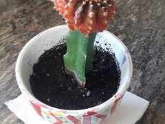 Moon cactus turning brown | Houzz Forum