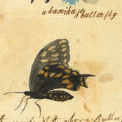 Foto de akamikazebutterfly