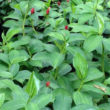 Exterior Garden
