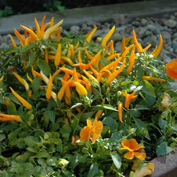 Various containers - Outdoor Pots And Planters
