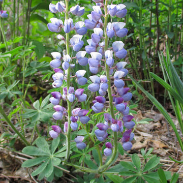 Wild Lupine