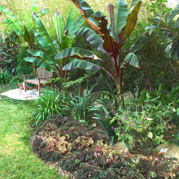 Lush in the Shade