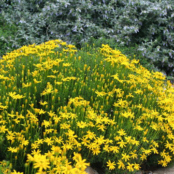 Traditional garden in Northwest Hills