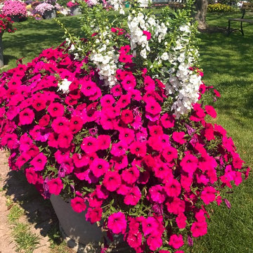 Annual Flowers