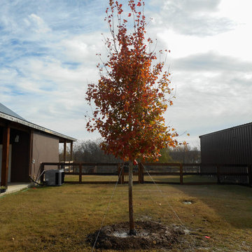 October Glory Maple