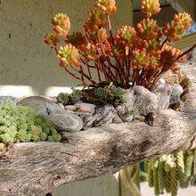 Driftwood Planters