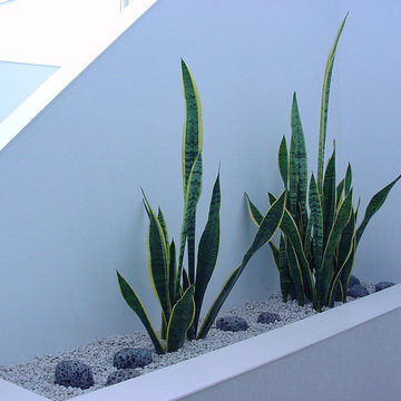 Plants.S