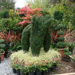 Yew Tree's Taxus - Plants