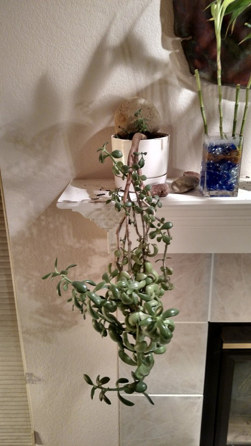 Help! Upside Down Jade Plant!