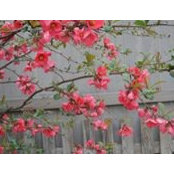 Tricia Cossick's photo