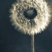 ThuyVy Nguyen's photo